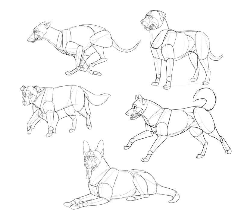 Animals Line Drawing Pics