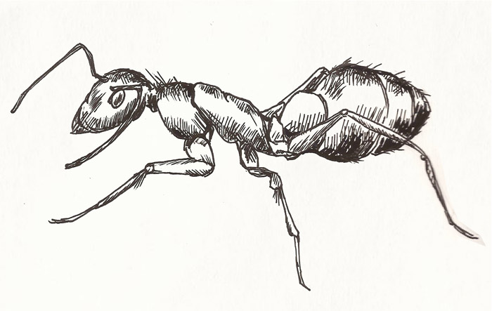 Ant Art Drawing
