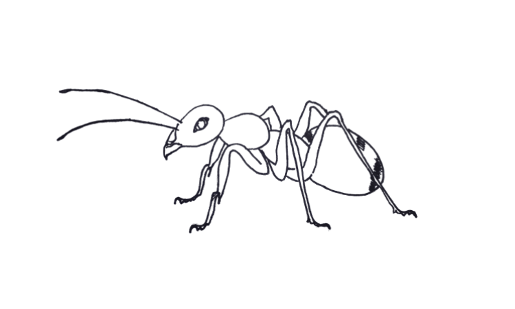 Ant Art Drawing