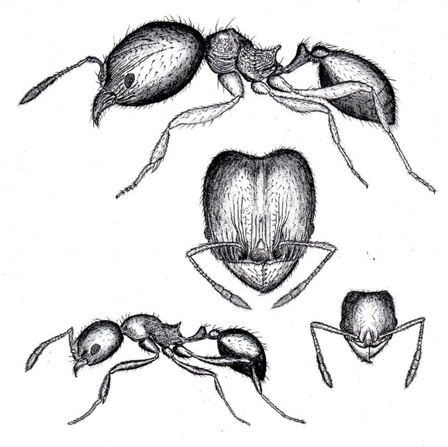 Ant Drawing Beautiful Art
