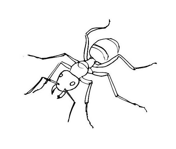 Ant Drawing Creative Art