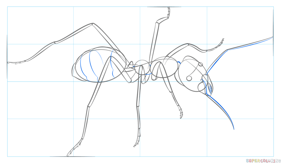 Ant Drawing Image