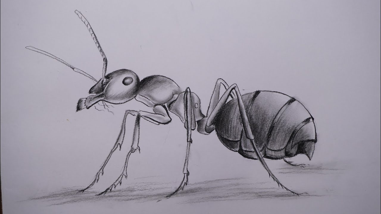 Ant Drawing Pics