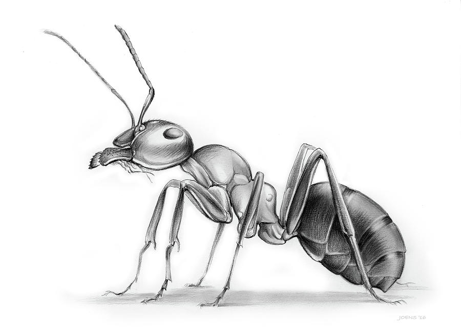 Ant Drawing Realistic