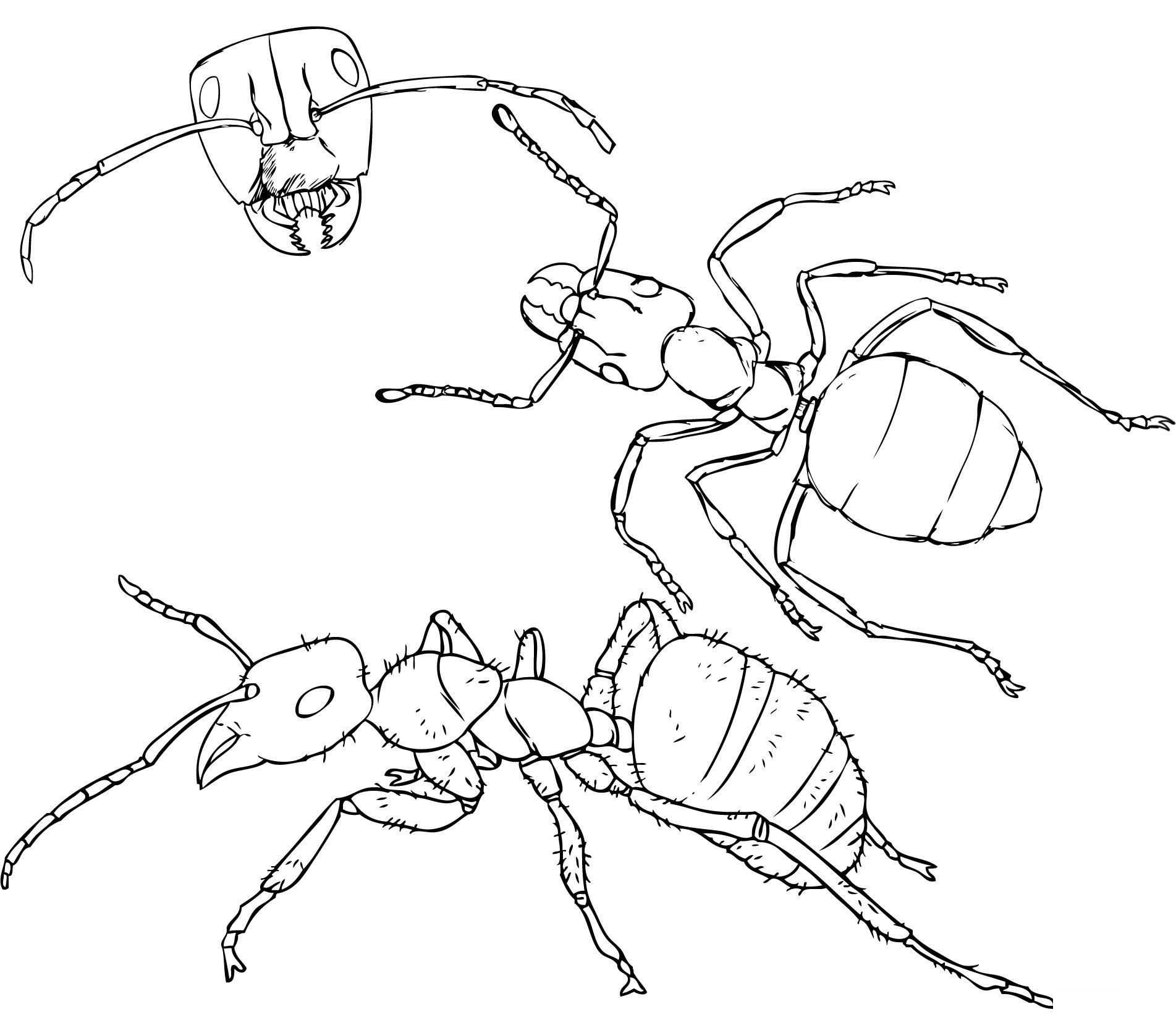 Ant Drawing Sketch