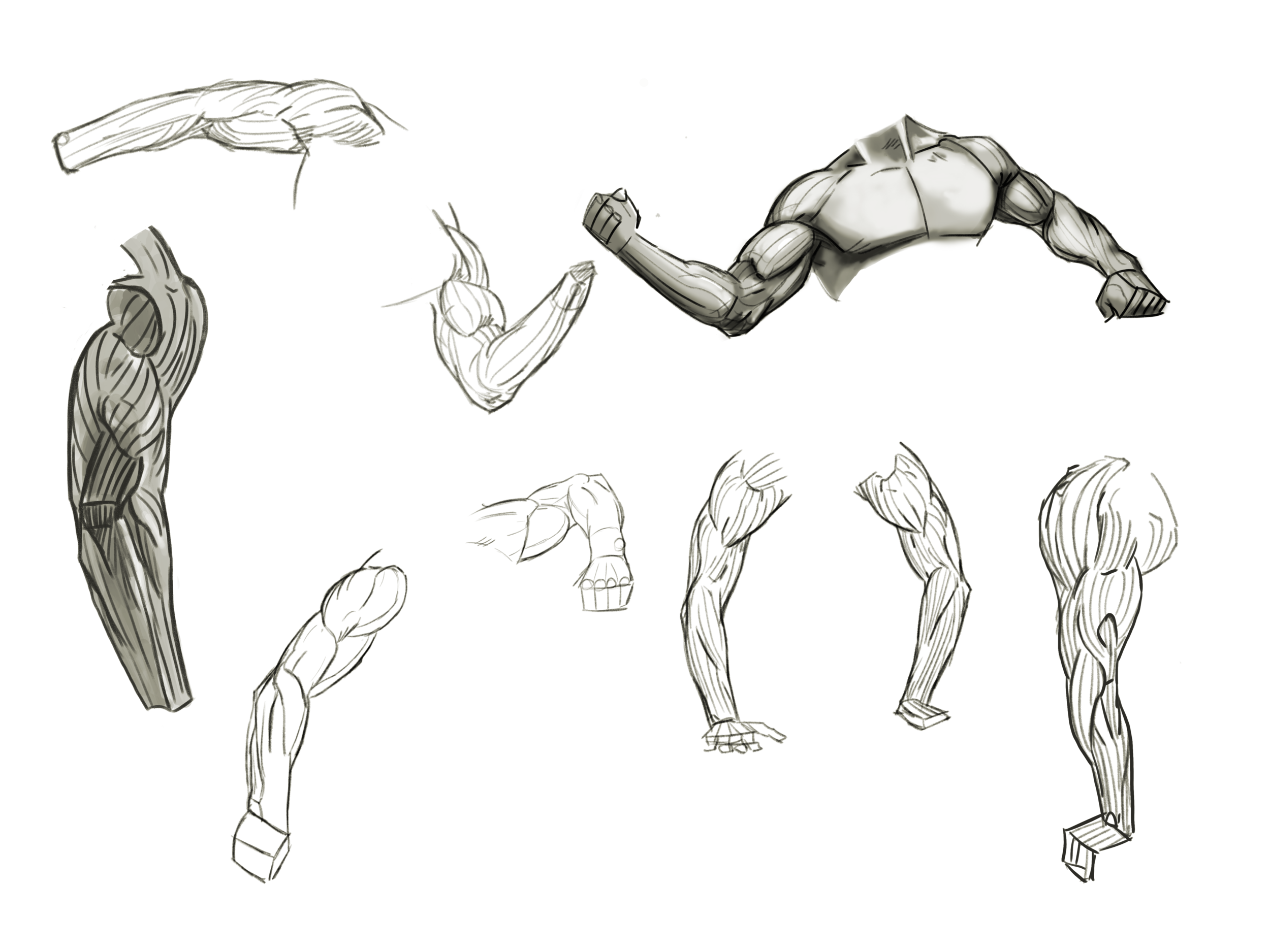 Arm Anatomy Art Drawing
