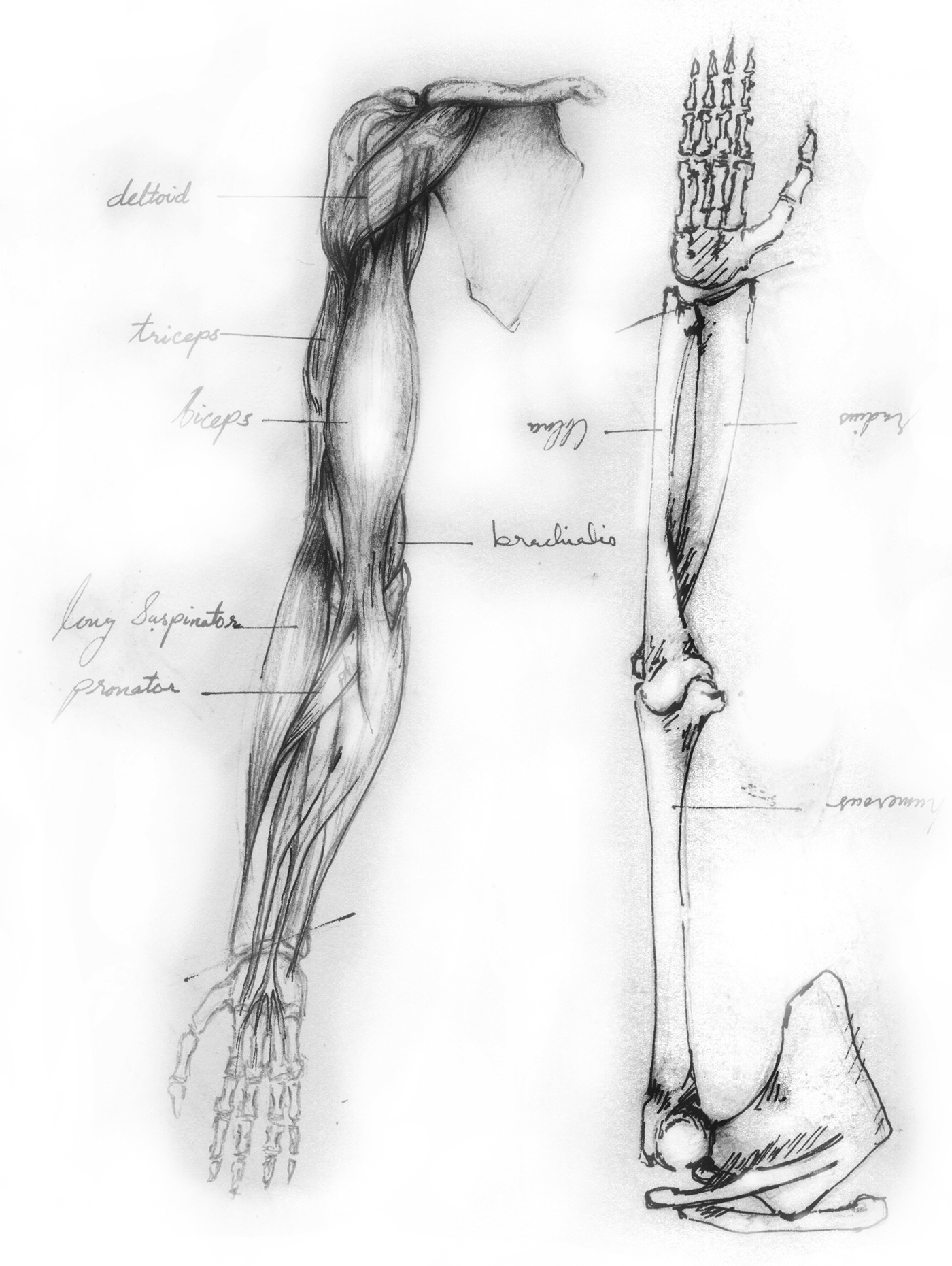 Arm Anatomy Best Drawing