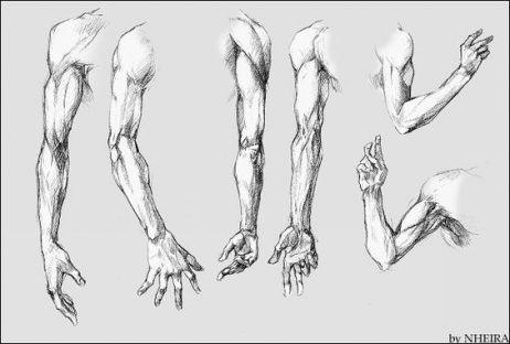 Arm Anatomy Drawing Amazing