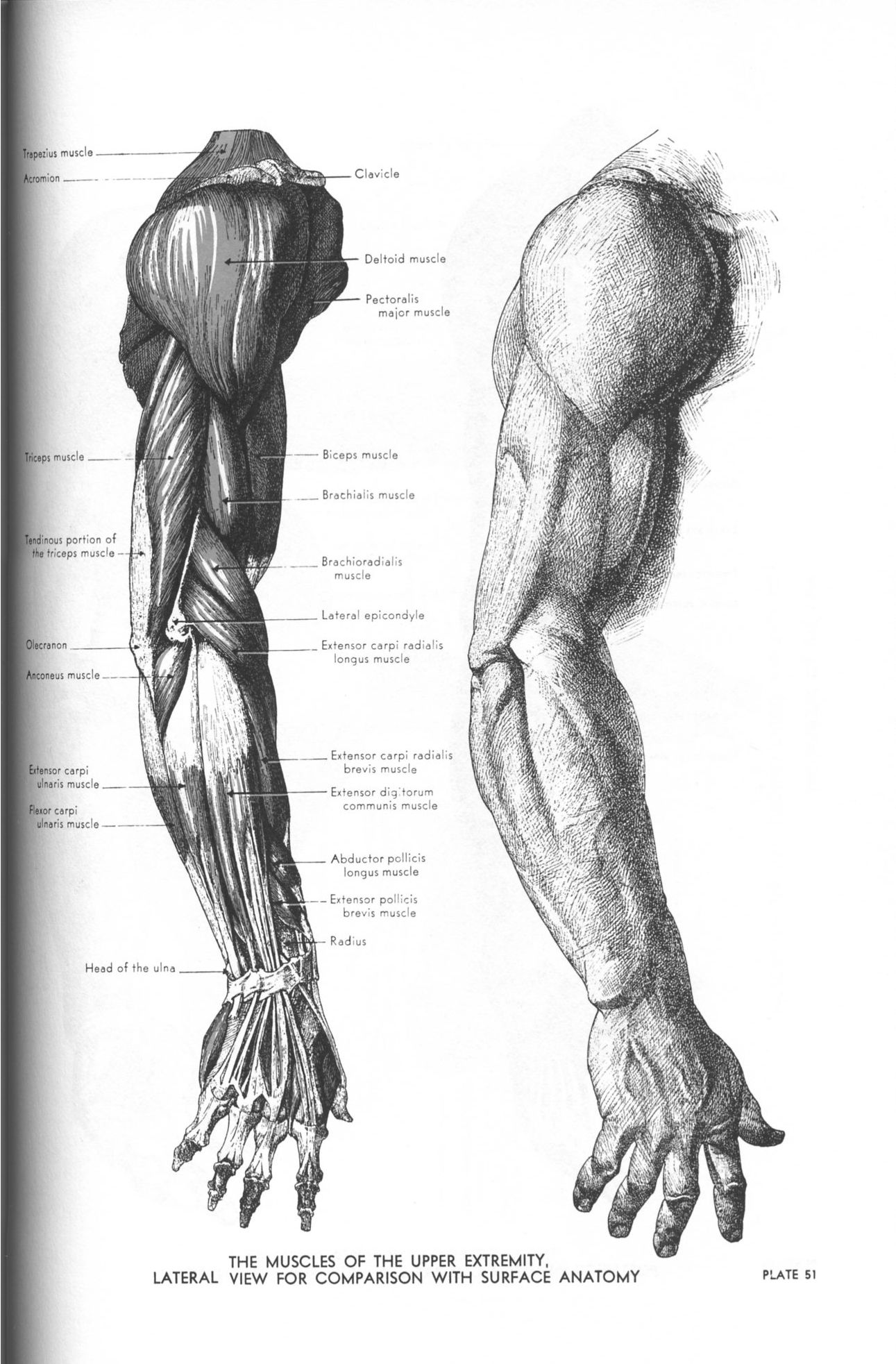 Arm Anatomy Drawing Creative Art