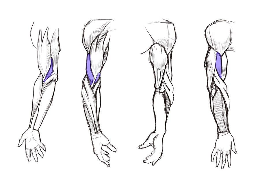 Arm Anatomy Drawing Image