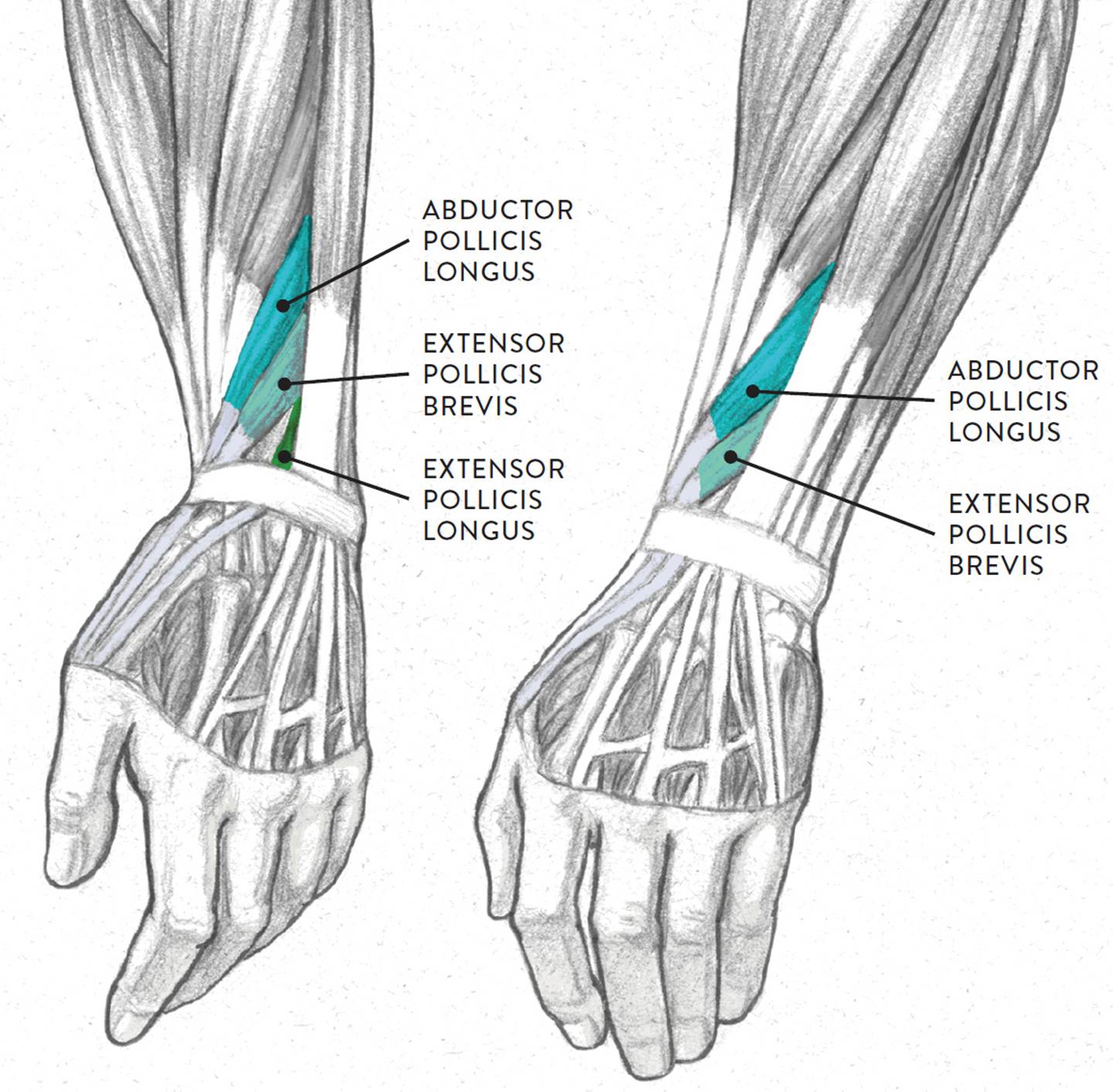 Arm Anatomy Drawing Photos