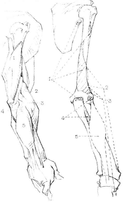Arm Anatomy Drawing Pics