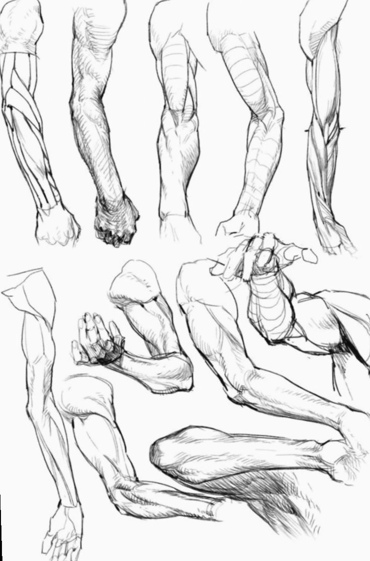 Arm Reference Drawing Amazing