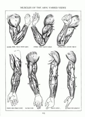 Arm Reference Drawing Pictures