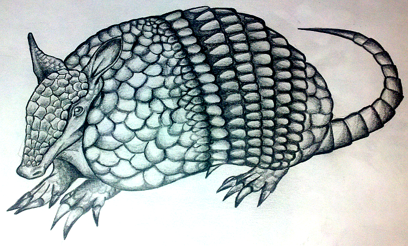 Armadillo Art Drawing