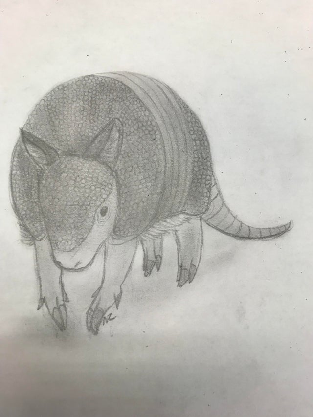 Armadillo Drawing Art