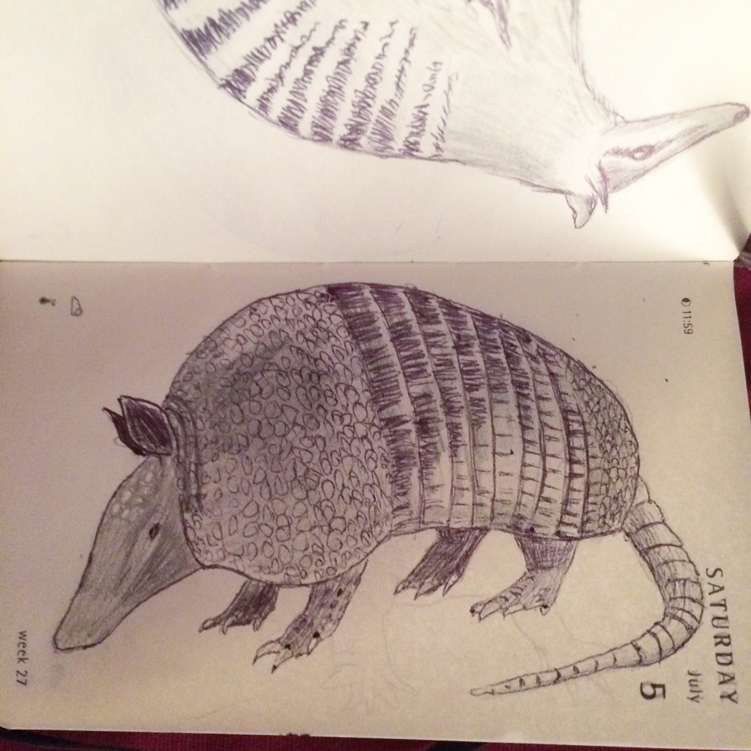Armadillo Drawing Images