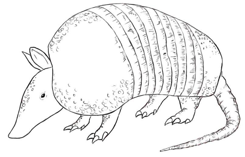 Armadillo Drawing Photo