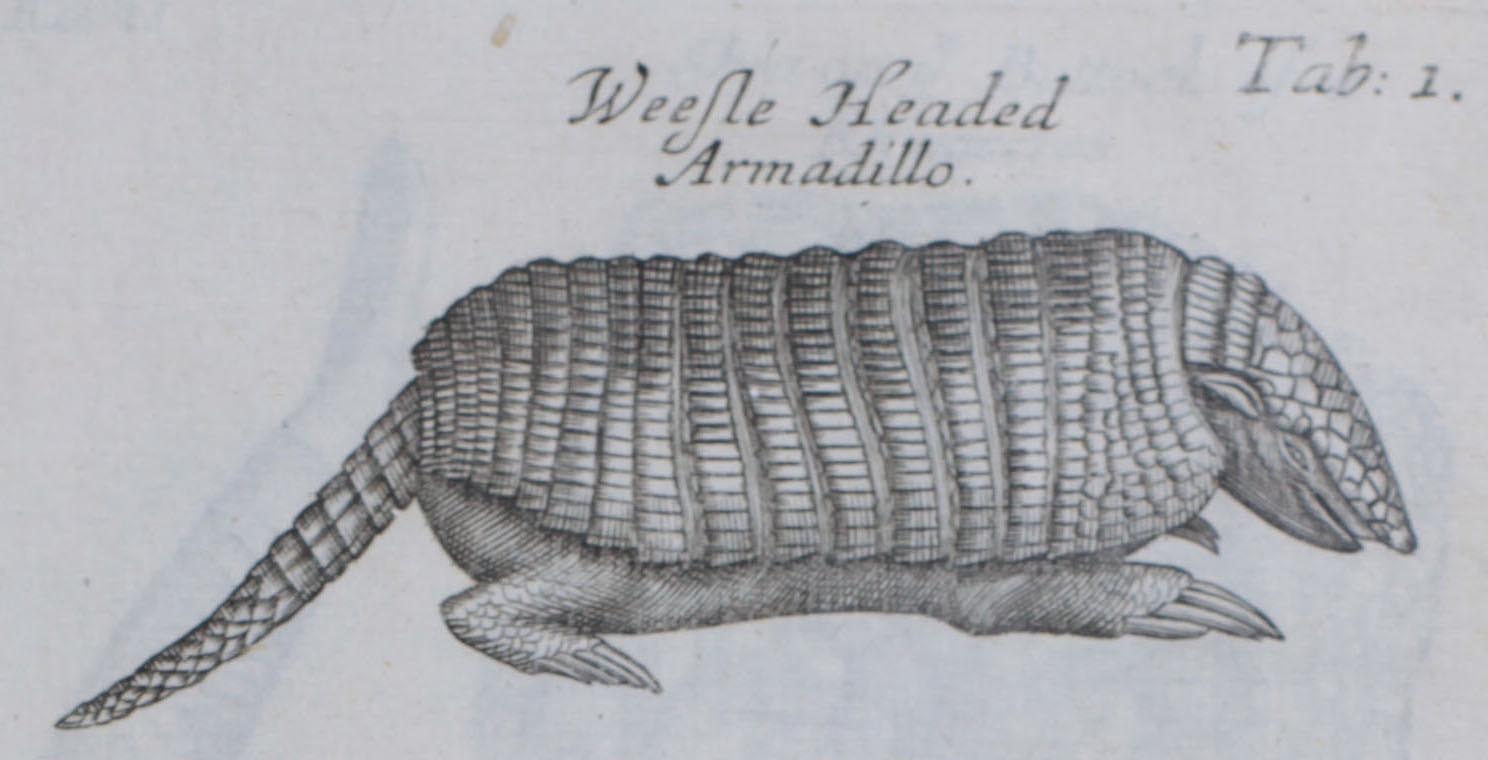 Armadillo Drawing Pics