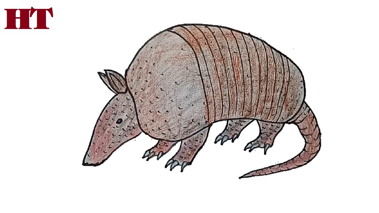 Armadillo Drawing Picture