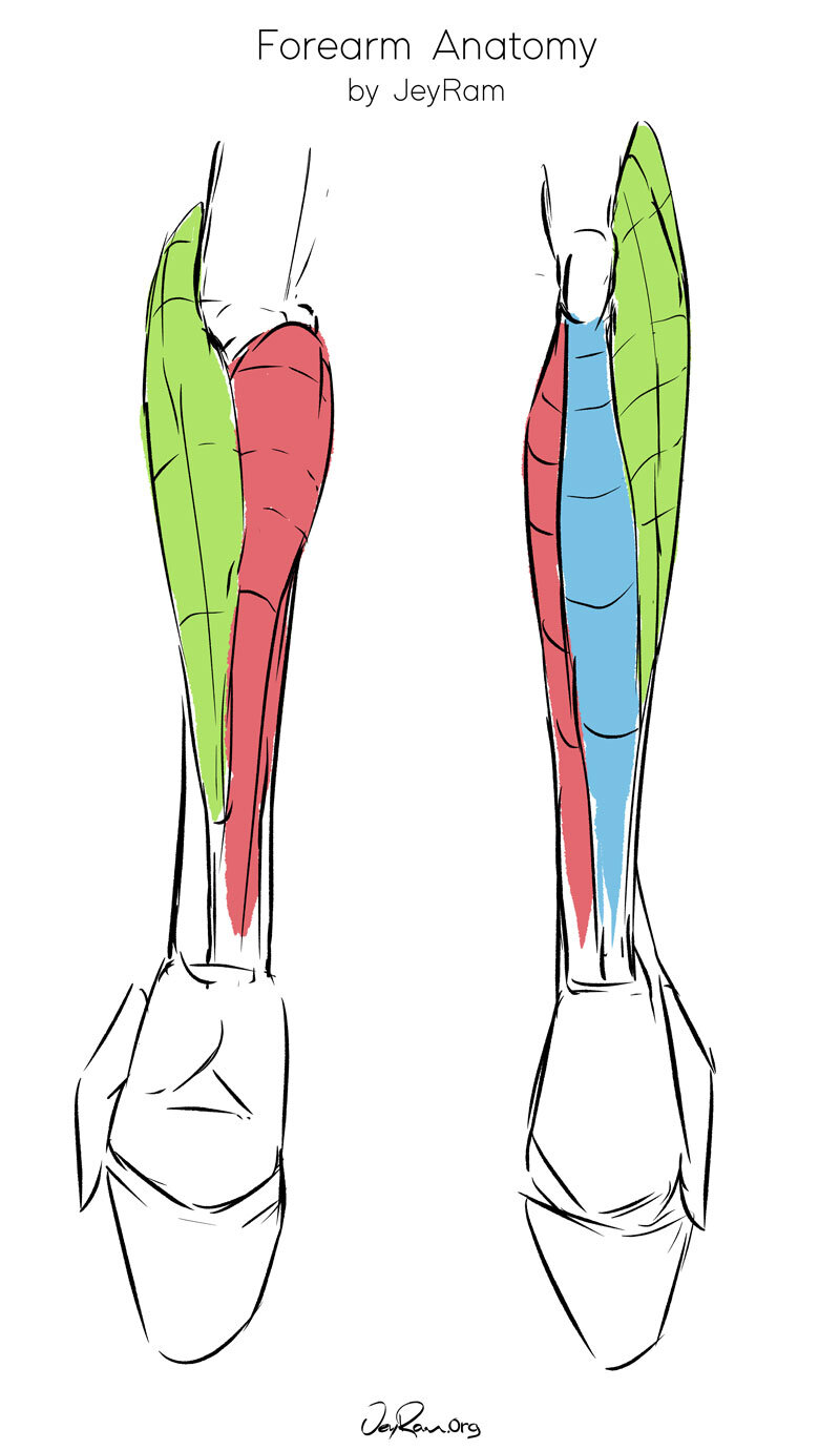 Arms Anatomy Best Drawing