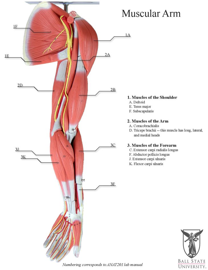 Arms Anatomy Drawing Amazing