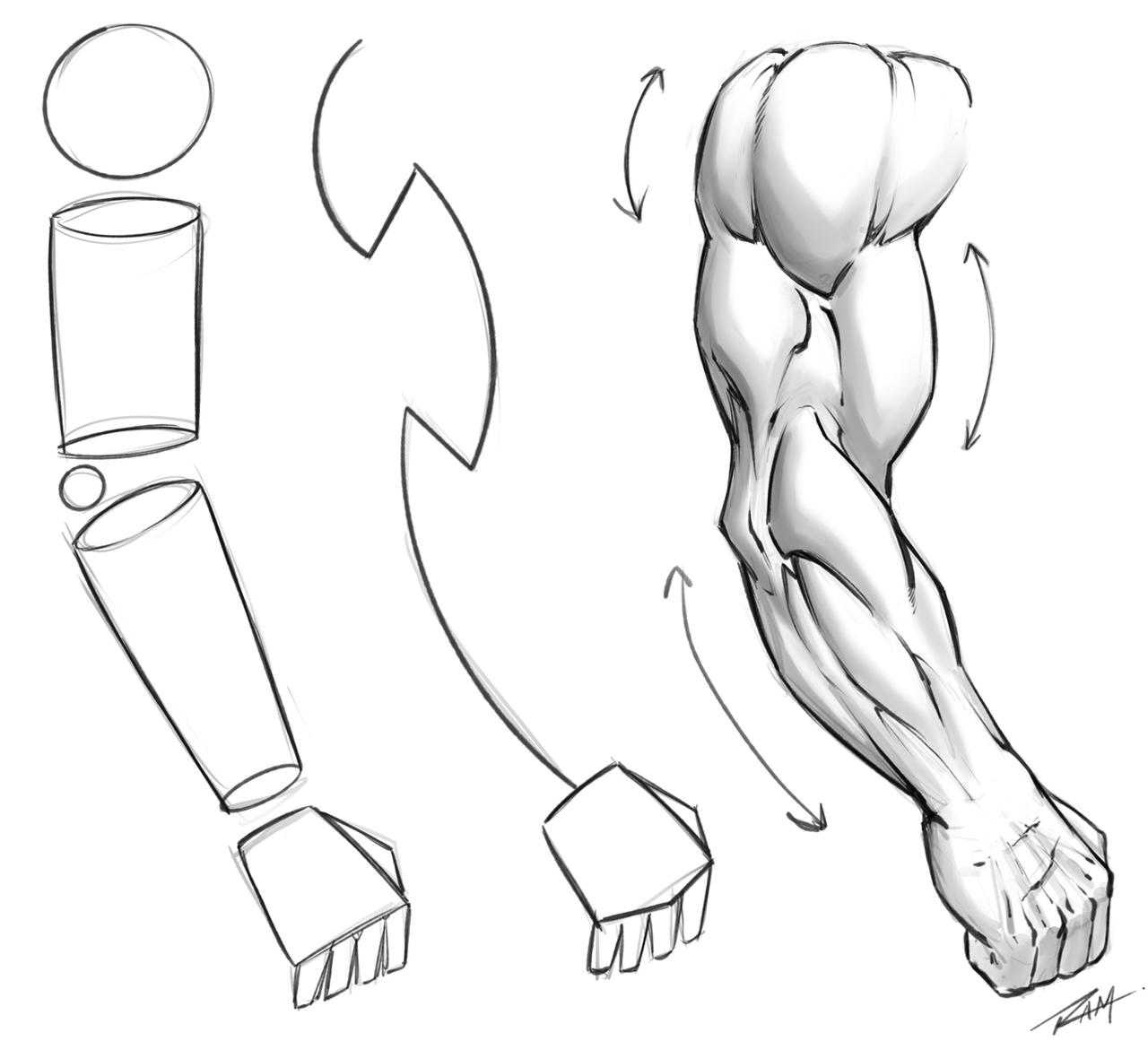 Arms Anatomy Drawing Image