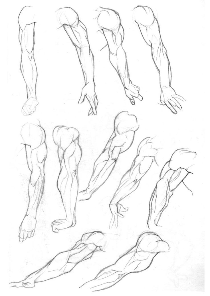 Arms Anatomy Drawing Pics