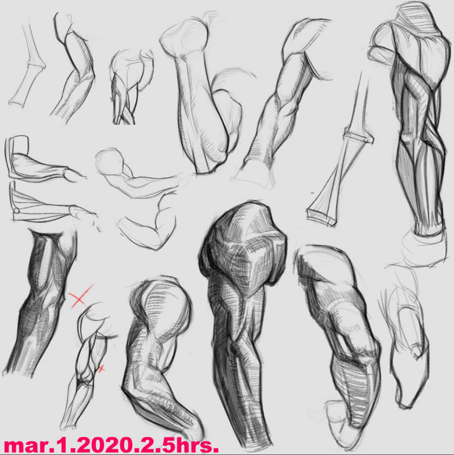 Arms Anatomy Drawing Sketch