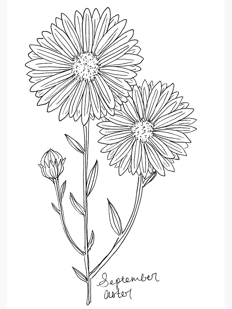 Aster Flower Drawing Amazing