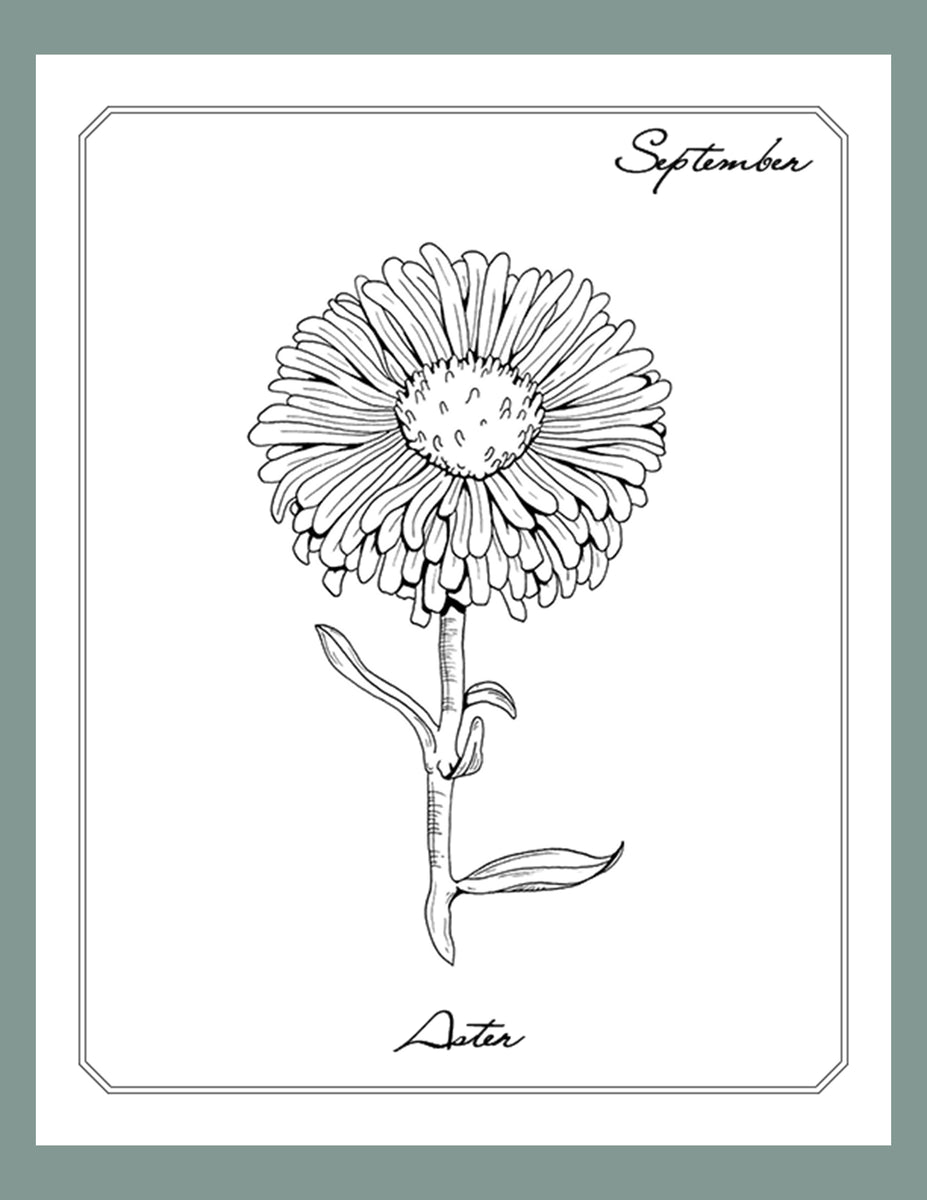 Aster Flower Drawing Art