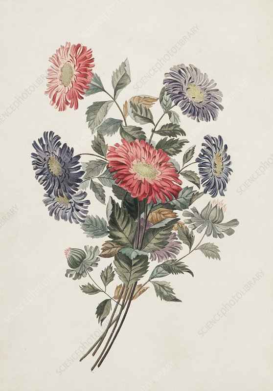 China aster flowers, 19th century