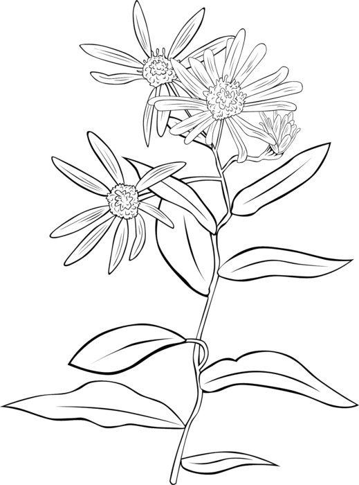 Aster Flower Drawing Photo