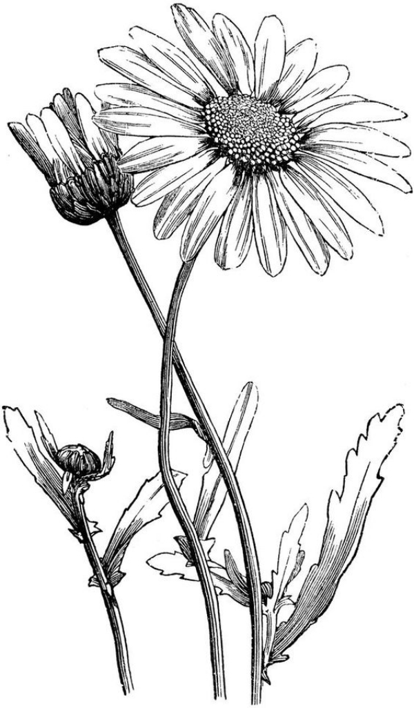 Aster Flower Drawing Pic