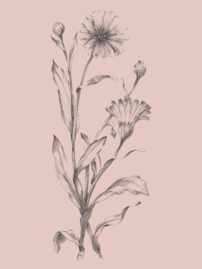 Aster Flower Drawing Pics