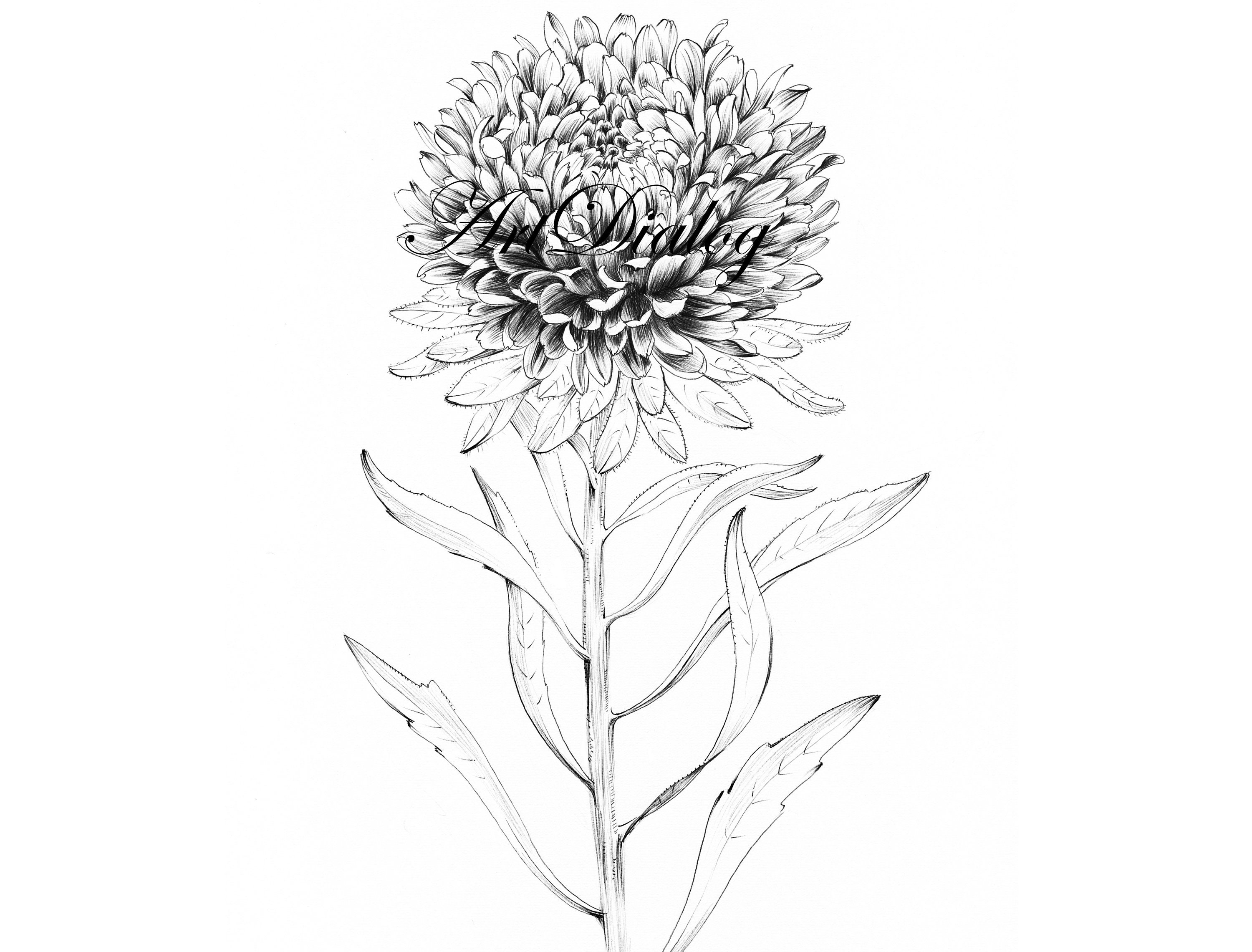 Aster Flower Drawing Picture