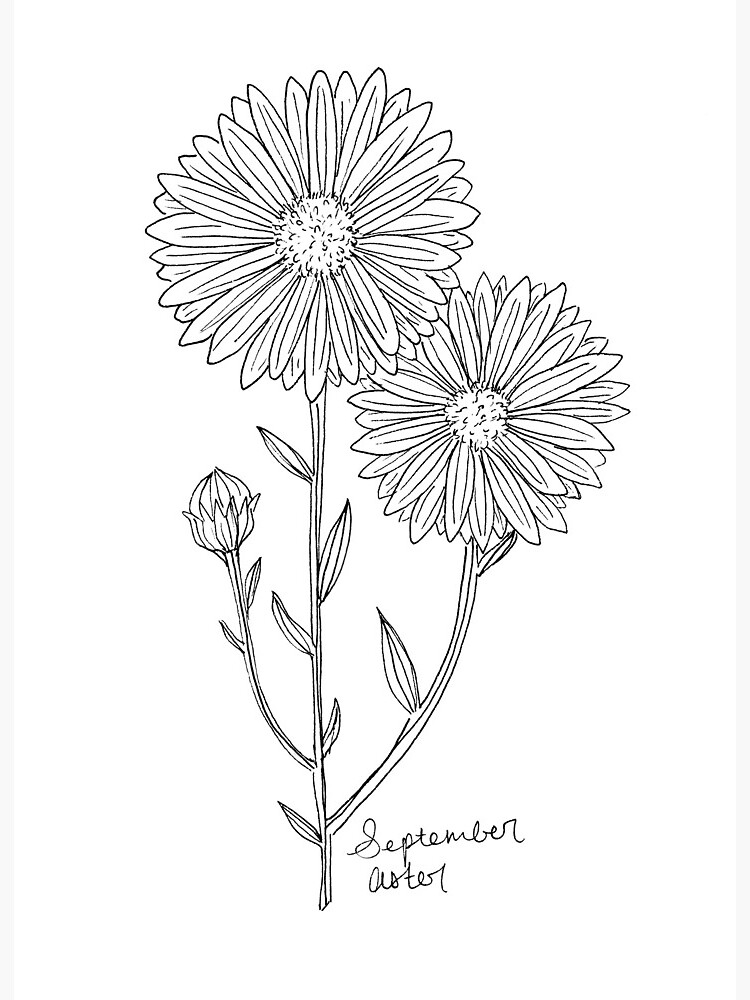 Aster Flower Drawing Realistic