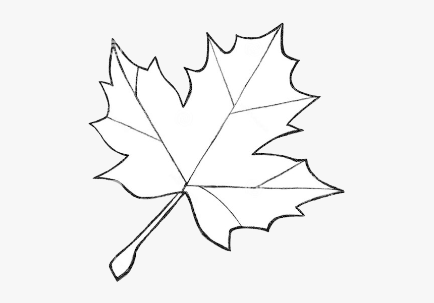 Autumn Leaf Drawing Pics