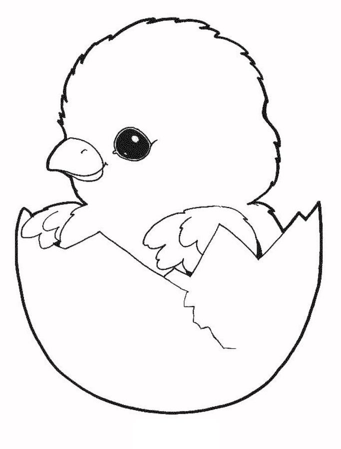 Baby Chick Drawing Art