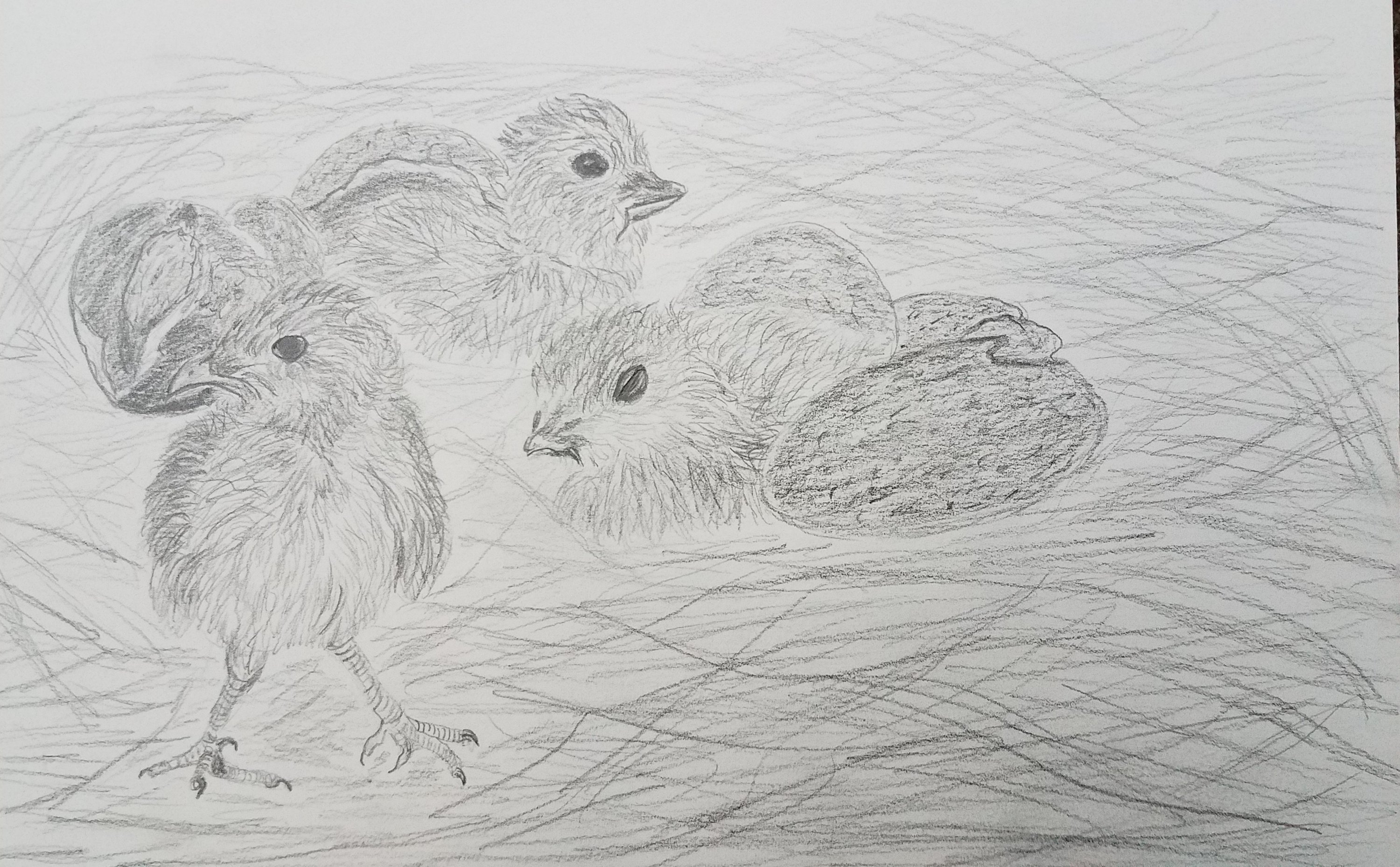 Baby Chick Drawing Pic