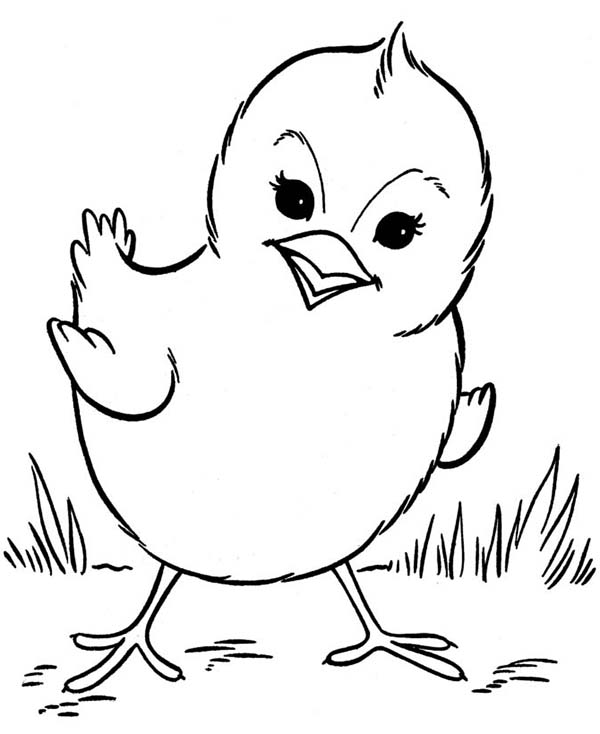 Baby Chick Drawing Pics