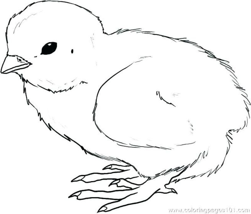 Baby Chick Drawing Realistic