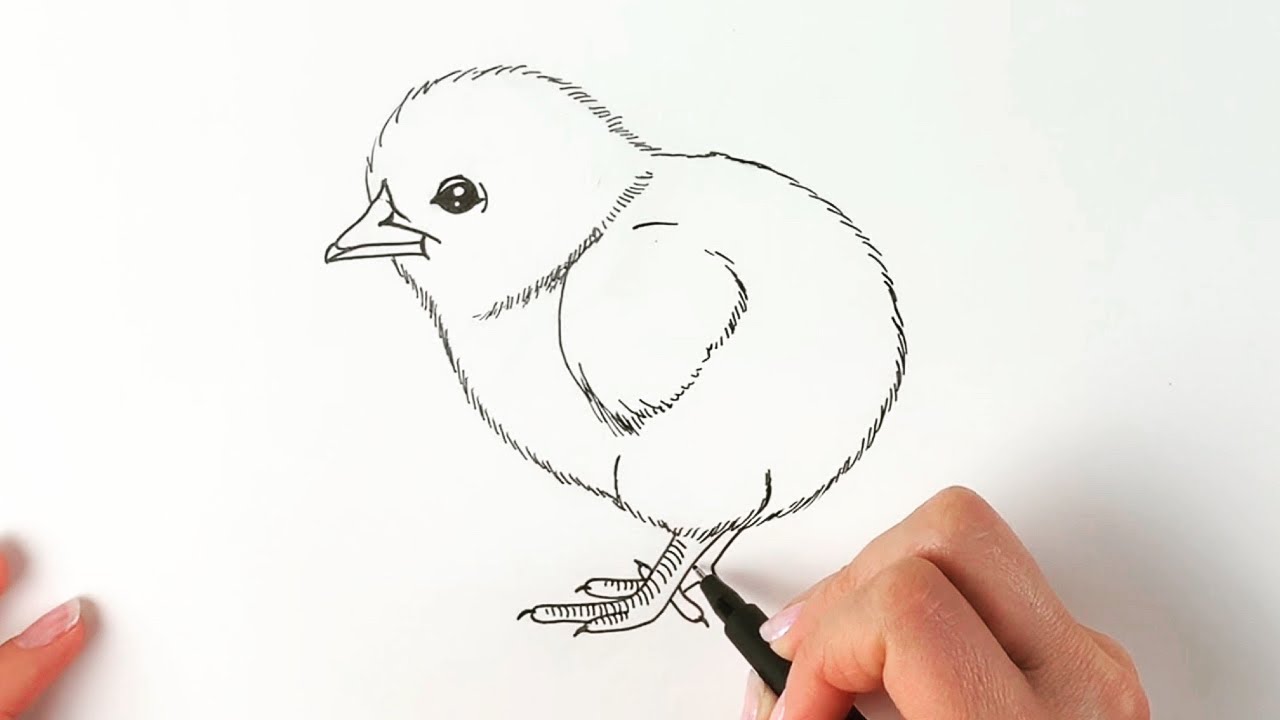 Baby Chick Drawing Sketch