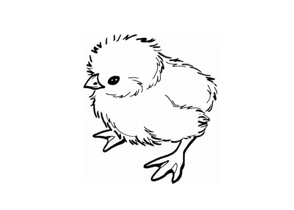 Baby Chick Drawing