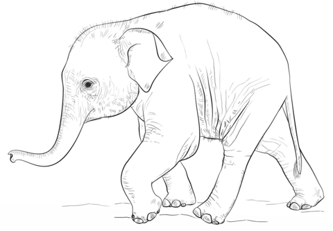 Baby Elephant Drawing Beautiful Image