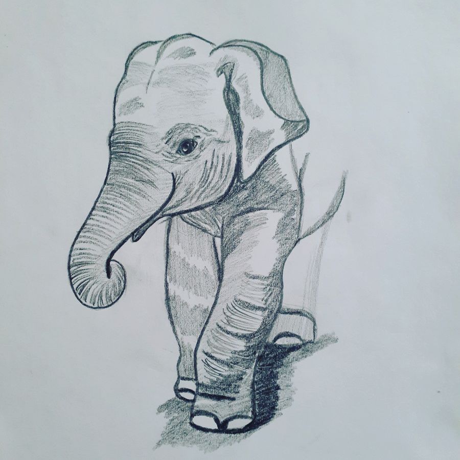Baby Elephant Drawing Realistic