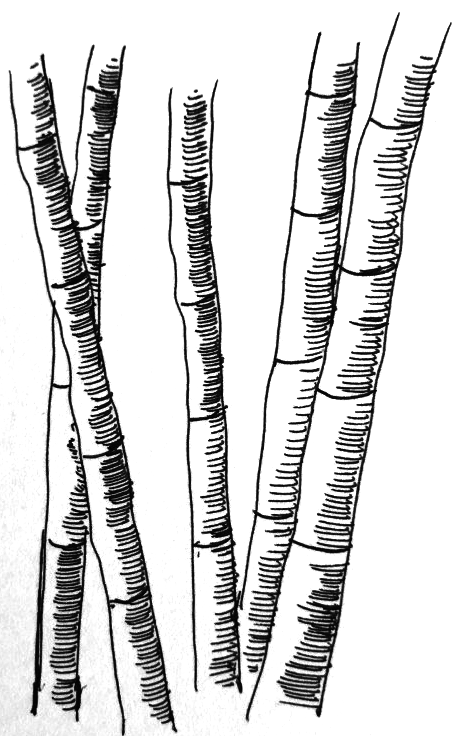 Bamboo Drawing Pictures