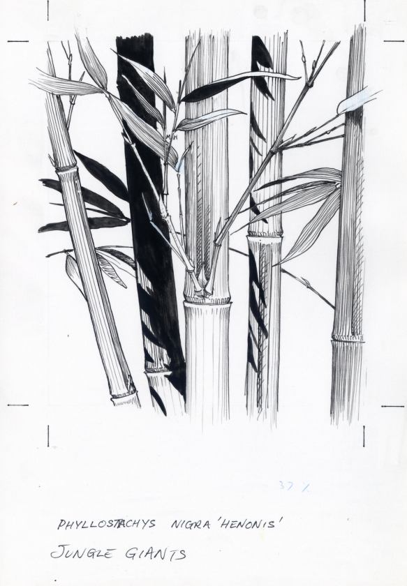 Bamboo Drawing