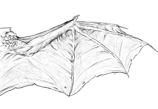 Bat Wing Drawing Amazing