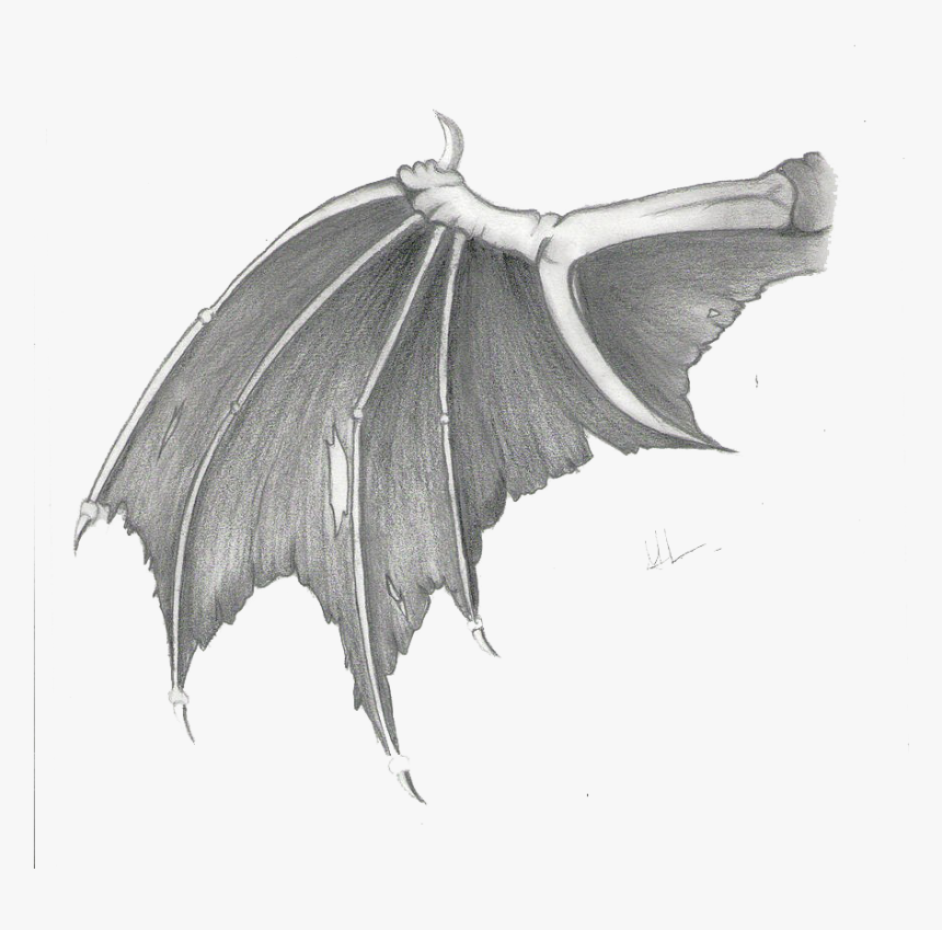 Bat Wing Drawing Picture